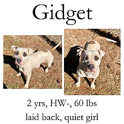 Thumbnail photo of Gidget (Charlie) #1