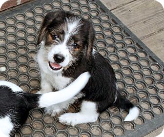 beagle shih tzu for sale