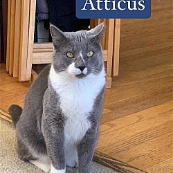 Thumbnail photo of Atticus #1