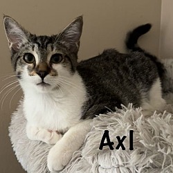 Thumbnail photo of Axl #2