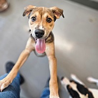 adopt a pet
