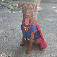 adopt a pet