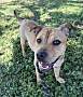 ACADIA - American Pit Bull Terrier available for adoption
