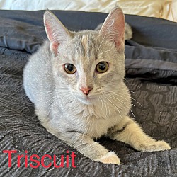Photo of Triscuit
