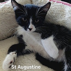 Photo of Saint Augustine