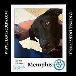 Thumbnail photo of Memphis 062224 #2