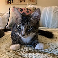 adopt a pet