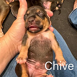 Photo of Chive - Baked Potato Litter
