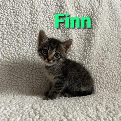 Photo of Finn