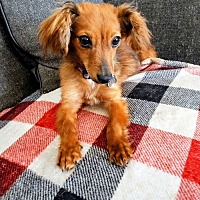 adopt-pet