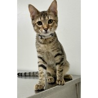 adopt-pet