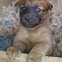 Photo of puppy3