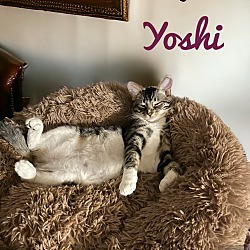 Photo of Yoshi 6780