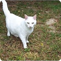 Adopted Pets At Smitty S Cat Rescue In Chester Virginia