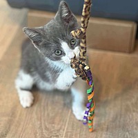 adopt a pet