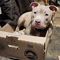 adopt a pet