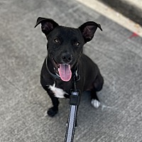 adopt a pet