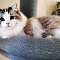 adopt a pet