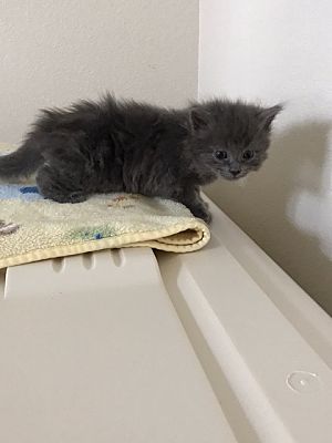 Grand Junction Co Russian Blue Meet Claude A Pet For Adoption
