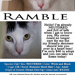 Thumbnail photo of Ramble #2