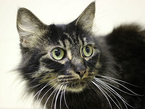 Wilmington Nc Maine Coon Meet A363589 A Pet For Adoption
