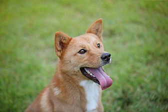 Adopt A Pet Petsmart Charities