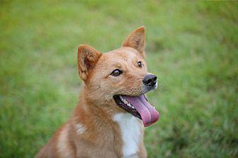 korean jindo adoption