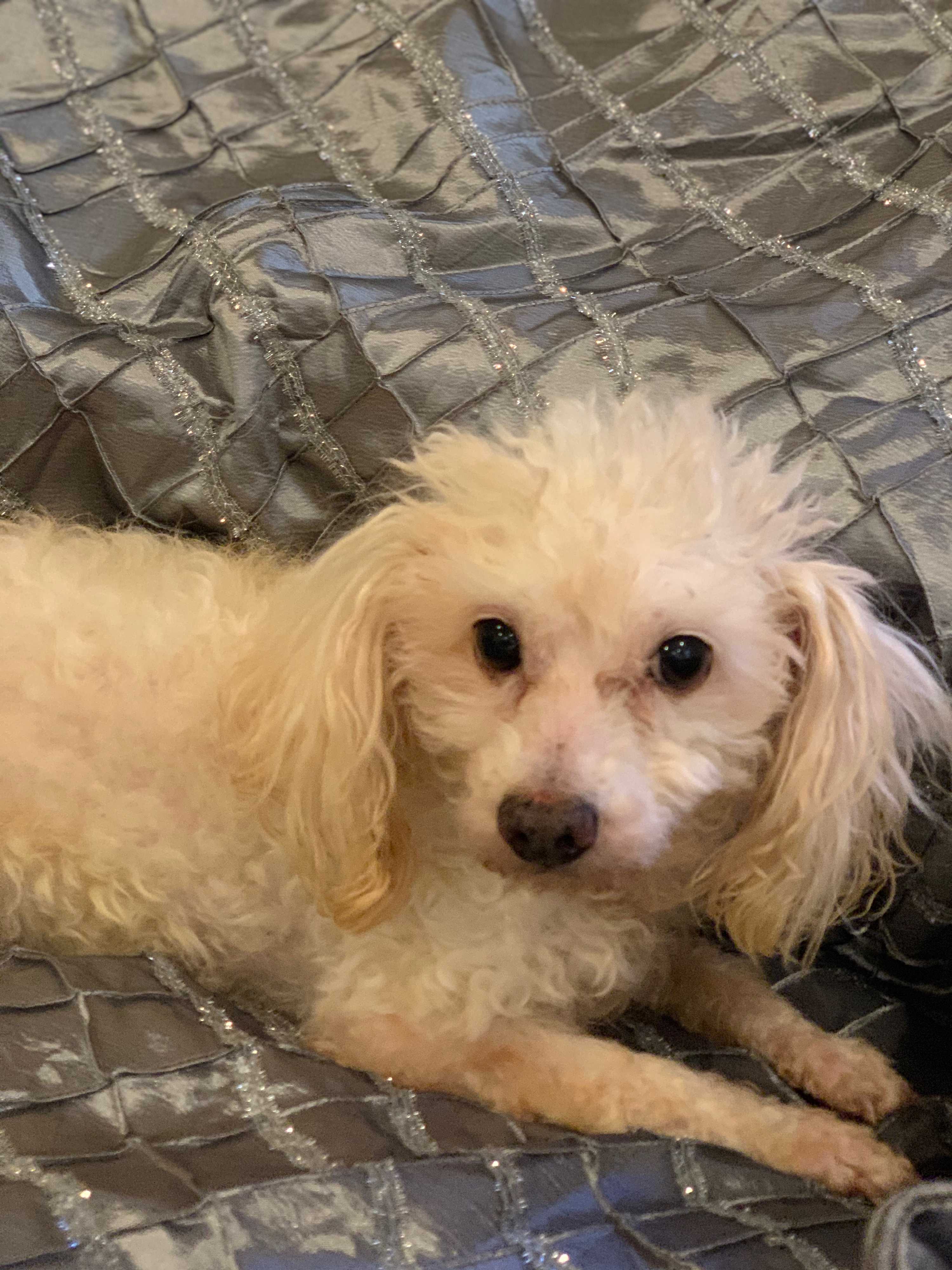 Adopt Reggie a White Poodle (Miniature) / Mixed dog in Seattle, WA