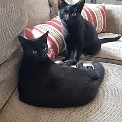 Foster And Forever Pet Rescue In Naugatuck Connecticut