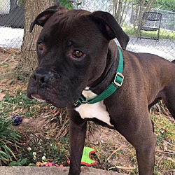 Boxer Puppies For Sale In Media Pennsylvania Adoptapet Com
