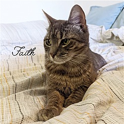 Thumbnail photo of FAITH (Lap Cat) #2