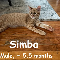 Thumbnail photo of Kittens Addy & Simba #2
