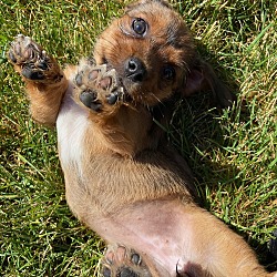 Photo of Dachshund pups