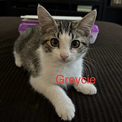 Thumbnail photo of Greycie #1