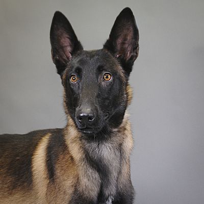 Houston, TX - Belgian Malinois. Meet Bones a Pet for Adoption ...