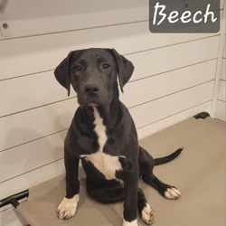 Photo of Beech