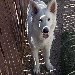 Thumbnail photo of Snowy ***RESCUE CENTER***Bonded with Rocky #4