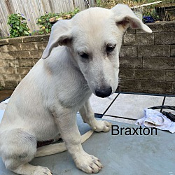 Thumbnail photo of Braxton (12wk PUPPY) #2