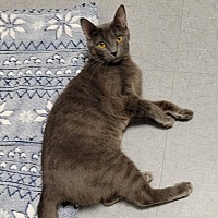 adopt a pet