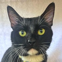 adopt-pet