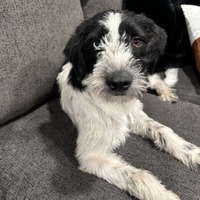 adopt-pet