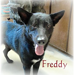 Thumbnail photo of Freddy #1