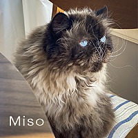Photo of Miso