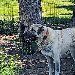 Thumbnail photo of Berk - purebred Turkish Kangal #4