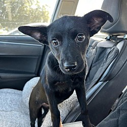 Thumbnail photo of SAMMY - Playful friendliest 3 mo. pup #2