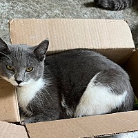 adopt a pet