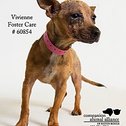 Thumbnail photo of Vivienne (Foster) #3