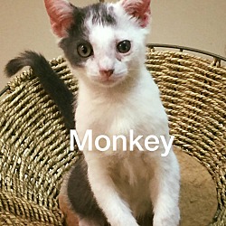 Thumbnail photo of Monkey #3