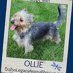 Thumbnail photo of OLLIE #1