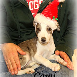 Thumbnail photo of Cami ~ adopted! #2